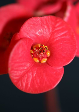 Euphorbia flower close up