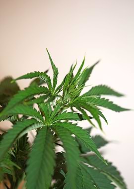 Cannabis indica background