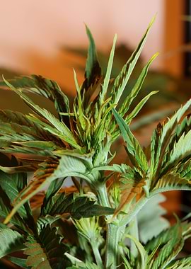 Cannabis sativa background