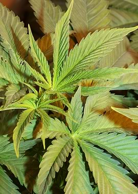 Cannabis indica background