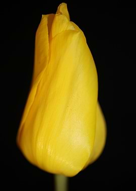 Tulipa blossom close up