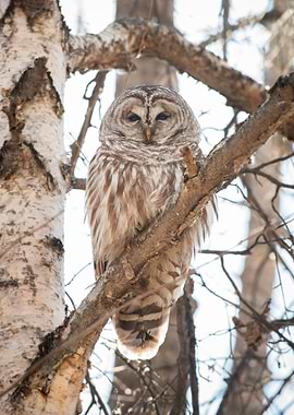 Barred Owl