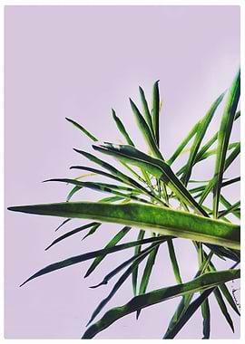 green yellow plant flower