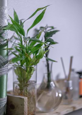 bottle glass plant floor