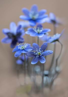 Pretty blue Hepatica