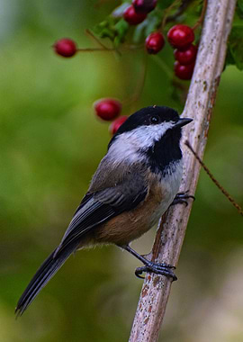 Berry Chickadee