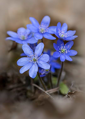 Light blue Hepatica