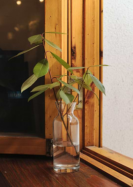 bottle water green table