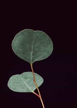 green two flower focus