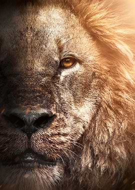 wild African LION face