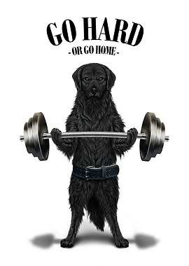 Labrador Dog Weightlifting