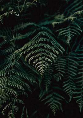 green plant long bright