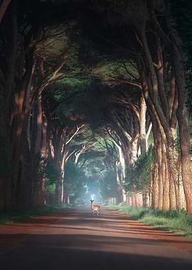 Tree Tunnel