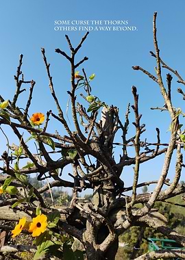 Do not Curse The Thorns