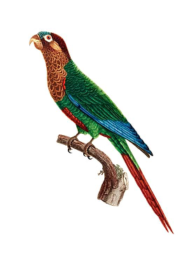 Wave Breasted Parakeet