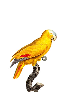 Blue Fronted Parrot Bird