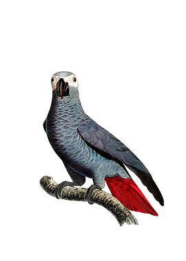 Congo Grey Parrot Bird