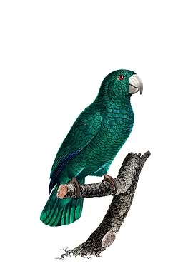 Cuban Amazon Parrot Bird