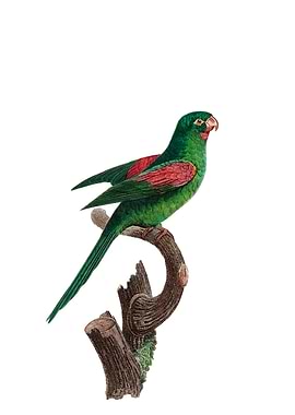 Red Throat Conure Parakeet