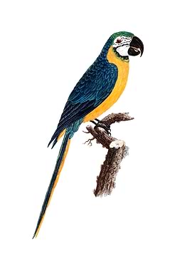 Blue And Yellow Macaw Bird