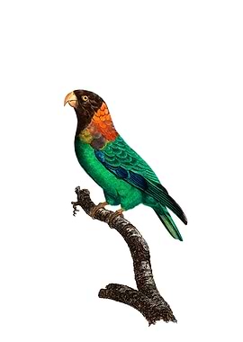 Vintage Caica Parrot Bird