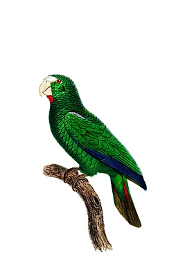 Cuban Amazon Parrot Bird