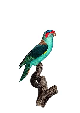 Vintage Musk Lorikeet Bird