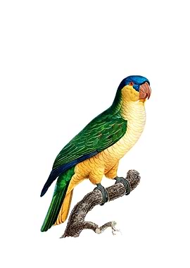 Black Lored Parrot Bird
