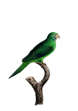 Grey Cheeked Parakeet Bird