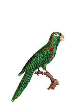 Red Spectacled Amazon Bird