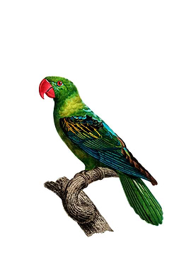 Great Billed Parrot Bird
