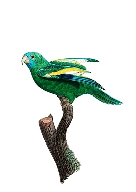 White Winged Parakeet Bird
