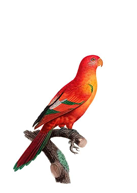 Crimson Shining Parrot