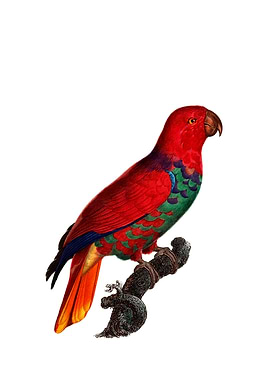 Eclectus Parrot Bird