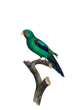 Vintage Swift Parrot Bird