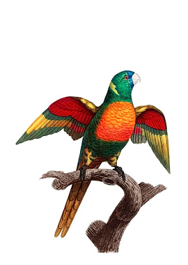 Blue Headed Parrot Bird