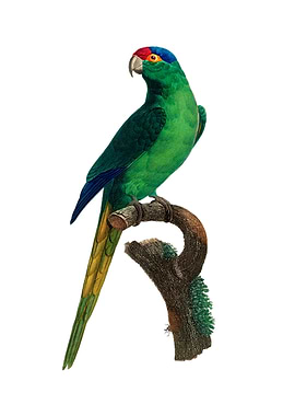 Red Fronted Parakeet Bird