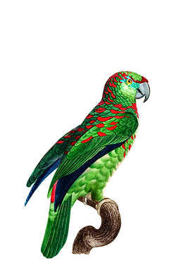 Turquoise Fronted Amazon