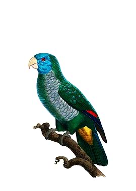 Saint Lucia Amazon Parrot