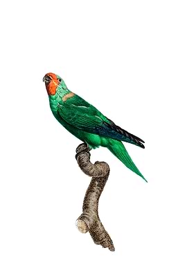 Red Faced Parrot Bird