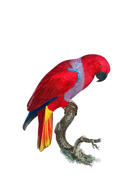 Eclectus Parrot Bird