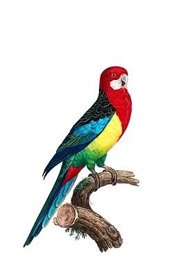 Eastern Rosella Bird
