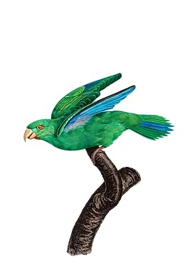 Marigold Parakeet Bird