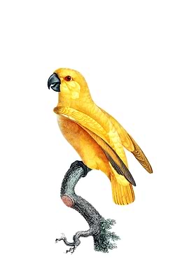 Yellow Senegal Parrot Bird