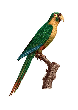 Vintage Musk Lorikeet Bird
