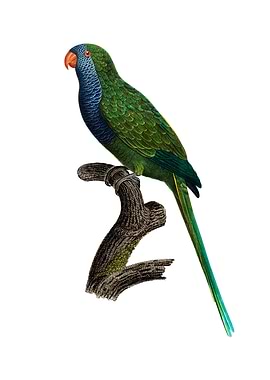 Monk Parakeet Quaker