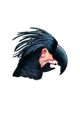 Goliath Palm Cockatoo Head