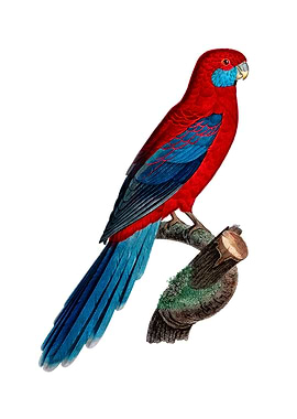 Crimson Rosella Parrot
