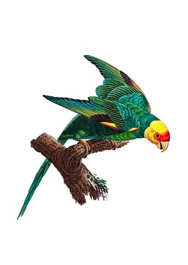 Yellow Crown Parakeet Bird
