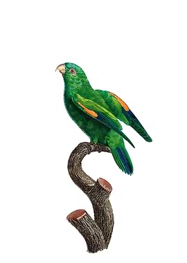 Marigold Lorikeet Bird